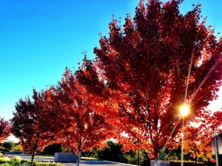 December is Leaf-Only Season December is Leaf-Only Season