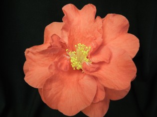 52n Annual Camellia Festival -Mar 16/17 52n Annual Camellia Festival -Mar 16/17