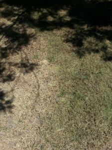 controlgrass
