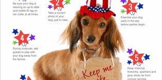 Keep Pets Safe Keep Pets Safe