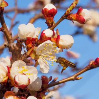 Learn About “Bees & Trees” At The Stanislaus County Fair’s Ag Education Learn About “Bees & Trees” At The Stanislaus County Fair’s Ag Education