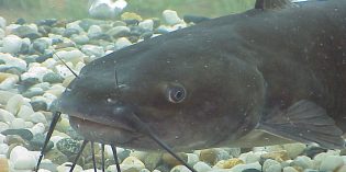 Catfish Derby – June 4 at Oak Grove Catfish Derby – June 4 at Oak Grove