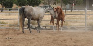 MJC Equine Unit offers Open House and Horse Sale December 3