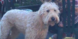 All Ages View – Who is Man’s Best Friend? All Ages View – Who is Man’s Best Friend?