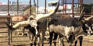 Country View – Oakdale Rodeo Country View – Oakdale Rodeo