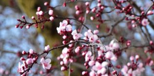 March BargainView Spring Into Savings! March BargainView Spring Into Savings!