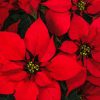 Poinsettia Fundraiser Poinsettia Fundraiser