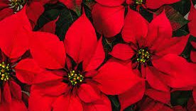 Poinsettia Fundraiser Poinsettia Fundraiser