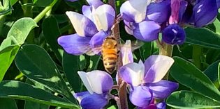 BigView – Meet the Pollinators April 7 BigView – Meet the Pollinators April 7