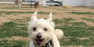 Puppy Love – Rescue Your Love Puppy Love – Rescue Your Love