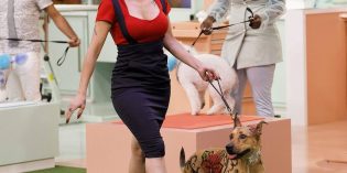 PetView: Haute Dog PetView: Haute Dog