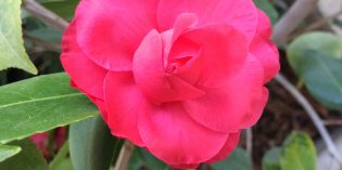 CamelliaView CamelliaView