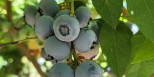 FamilyView: VanderHelm Farms You-Pick Blueberries and Tractor Rides FamilyView: VanderHelm Farms You-Pick Blueberries and Tractor Rides
