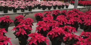 Duarte Poinsettias Celebrates 28 Years Since First Season Duarte Poinsettias Celebrates 28 Years Since First Season