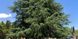 HistoryView – Modesto’s Christmas Tree HistoryView – Modesto’s Christmas Tree