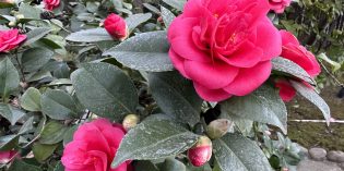 GoModesto – Modesto Camellia Festival GoModesto – Modesto Camellia Festival