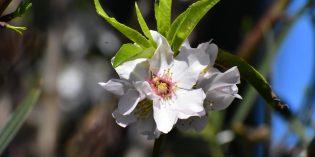BargainView – Spring Marches In BargainView – Spring Marches In