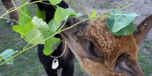 KidsView: Macedo Mini Acre, our Local Alpaca Farm KidsView: Macedo Mini Acre, our Local Alpaca Farm